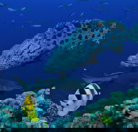 Osprey Reef - Accommodation Melbourne