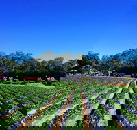 Palmview - Accommodation Melbourne