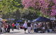 Sunshine Coast Arts And Crafts Drive - thumb 1