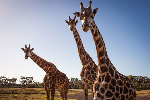 Werribee Open Range Zoo - Accommodation Melbourne 1