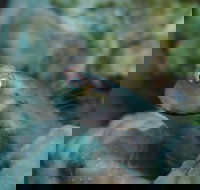 Whale Bommie Dive Site - Accommodation Melbourne