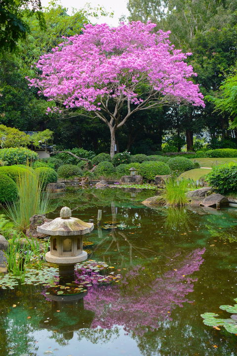 Brisbane Botanic Gardens Mount Coot-tha - Accommodation Melbourne 2