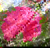 Campbell Rhododendron Gardens - Accommodation Melbourne