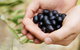 Eat, Pick, Grow Trail - Wanneroo And Chittering - thumb 0