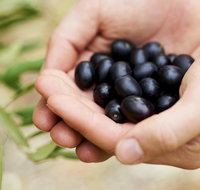 Eat Pick Grow Trail - Wanneroo and Chittering - Accommodation Melbourne