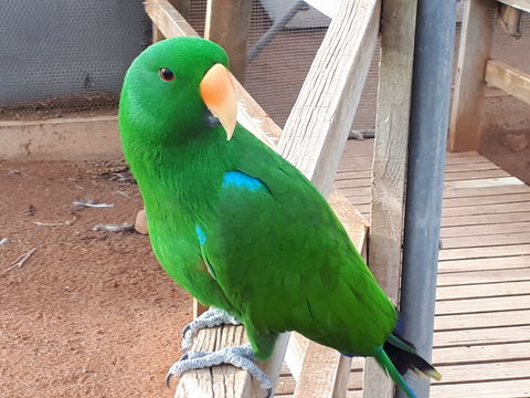 Eyre Reptile & Wildlife Park - Accommodation Melbourne 0