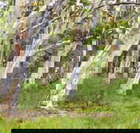 Freshwater track - Accommodation Melbourne