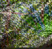 Great North walk - Palm Grove Nature Reserve - Accommodation Melbourne