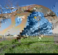 Greenough Leaning Trees - Accommodation Melbourne