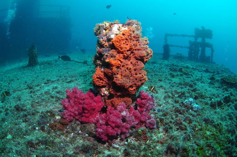 HMAS Brisbane Dive Site - Accommodation Melbourne 0