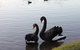 Lake Weeroona - thumb 1