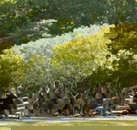 Lone Pine Koala Sanctuary - Accommodation Melbourne