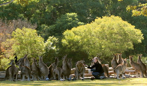 Lone Pine Koala Sanctuary - Accommodation Melbourne 0