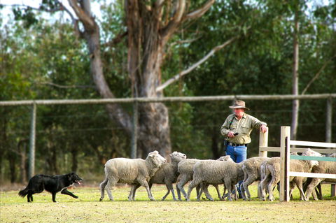 Lone Pine Koala Sanctuary - Accommodation Melbourne 2