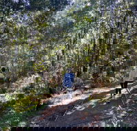 Lyrebird Circuit Walk - Accommodation Melbourne