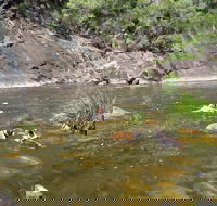 Mount Boss State Forest - Accommodation Melbourne