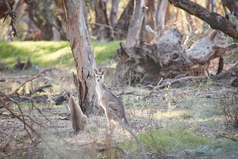 Nyah Vinifera Park - Accommodation Melbourne 0