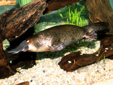 Platypus House - Accommodation Melbourne 0