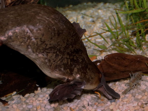 Platypus House - Accommodation Melbourne 1