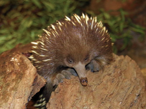 Platypus House - Accommodation Melbourne 2