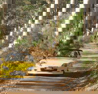 Scotsdale Tourist Drive - Accommodation Melbourne