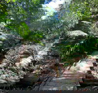 Wirrawilla Rainforest Walk - Accommodation Melbourne