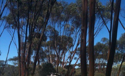 Boorabbin National Park - Accommodation Melbourne 0