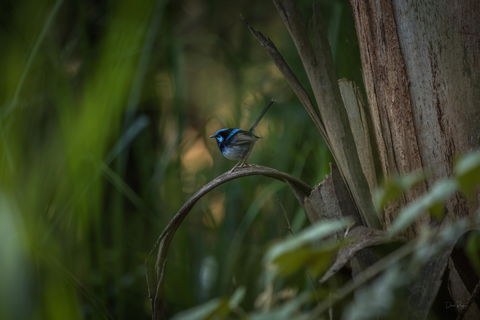 Bundian Way Story Trail - Accommodation Melbourne 1