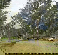 Chaelundi National Park - Accommodation Melbourne