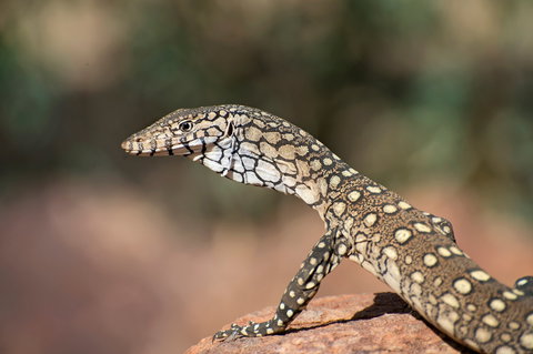 East MacDonnell Ranges - Accommodation Melbourne 1