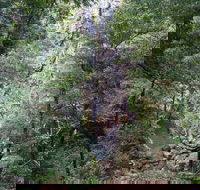 Kondalilla Falls Circuit Kondalilla National Park - Accommodation Melbourne