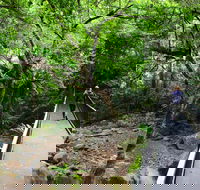 Rainforest Loop Walk Budderoo National Park - Accommodation Melbourne
