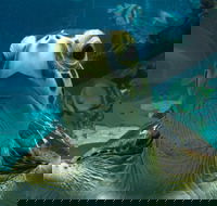 Reef HQ Aquarium - Accommodation Melbourne