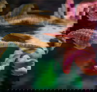 Seahorse World - Accommodation Melbourne