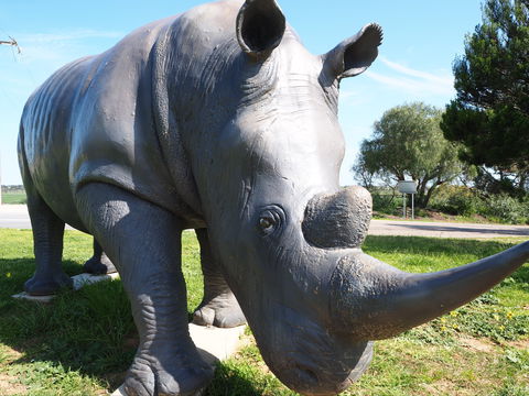 Tailem Bend Rhino Park And Dickson Reserve - Accommodation Melbourne 0