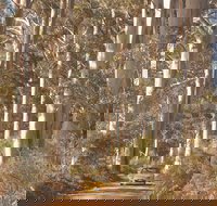 The Great Forest Trees Drive - Accommodation Melbourne
