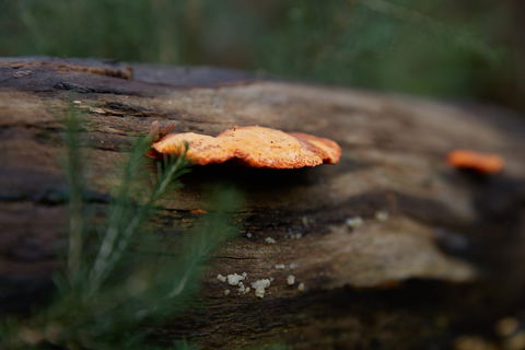 The Briars Park Walking Trails - Accommodation Melbourne 1