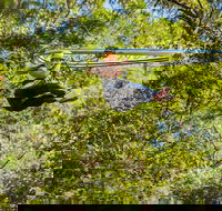 TreeTop Crazy Rider - Accommodation Melbourne