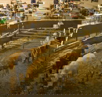 Wagga Wagga Livestock Marketing Centre - Accommodation Melbourne