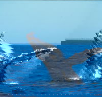 Whale Watching on Keswick Island - Accommodation Melbourne