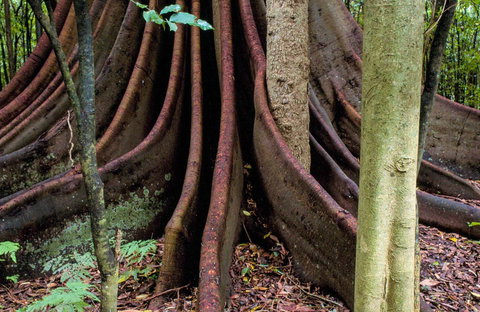 Wingham Brush Nature Reserve - Accommodation Melbourne 0