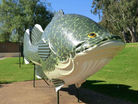 Big Murray Cod - Accommodation Melbourne 0
