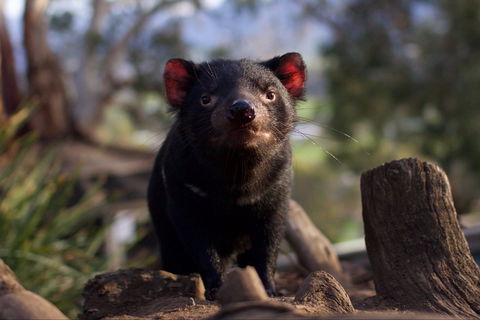 Bonorong Wildlife Sanctuary - Accommodation Melbourne 0