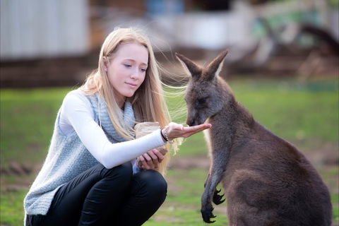 Bonorong Wildlife Sanctuary - Accommodation Melbourne 1