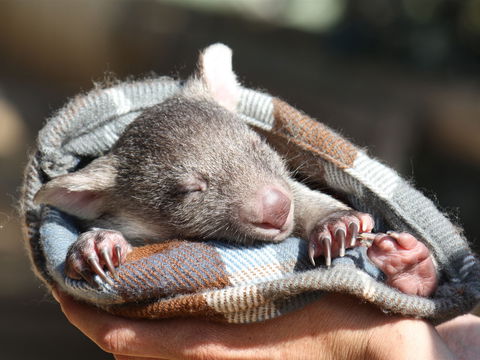 Bonorong Wildlife Sanctuary - Accommodation Melbourne 2