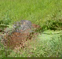 Brocks Creek Chinatown and Temple Site - Accommodation Melbourne