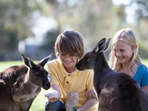 Cleland Wildlife Park - Accommodation Melbourne 1
