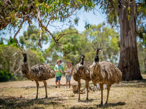 Cleland Wildlife Park - Accommodation Melbourne 2