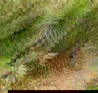 Grass Tree Circuit - Accommodation Melbourne