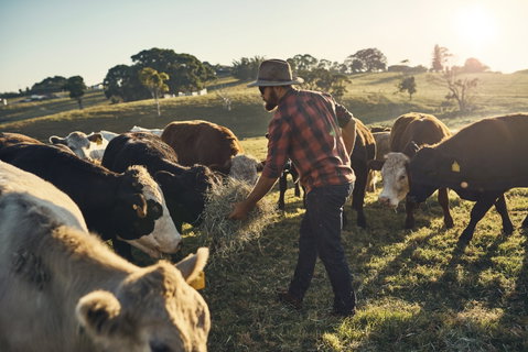 Hinterland Full Day Self Drive Tour - Accommodation Melbourne 0